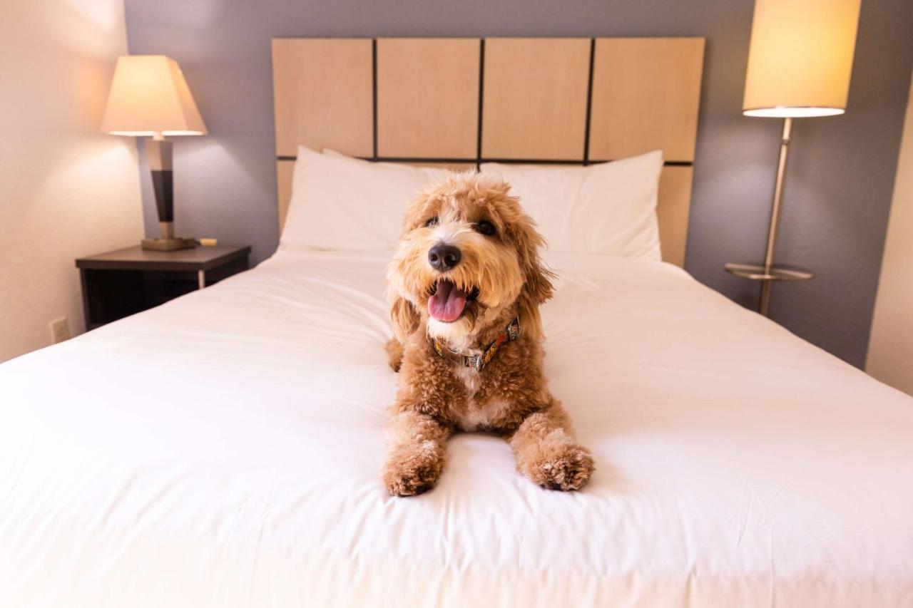 Sonesta Simply Suites Chicago ווקיגן מראה חיצוני תמונה